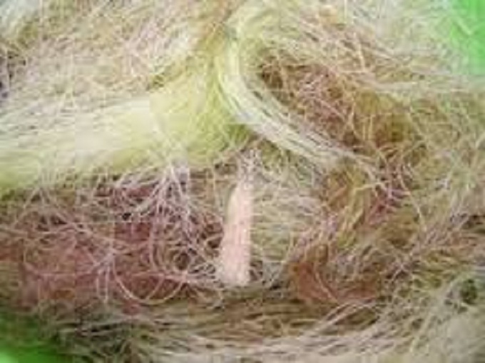 Râu ngô chữa bệnh gì
